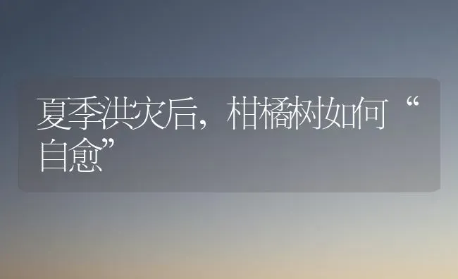 夏季洪灾后,柑橘树如何“自愈” | 养殖技术大全