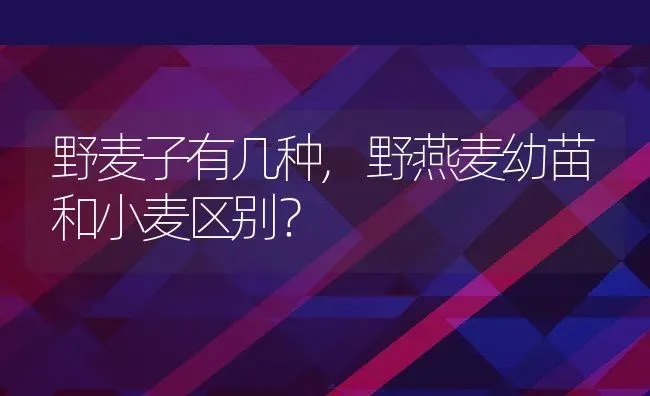 野麦子有几种,野燕麦幼苗和小麦区别？ | 养殖科普