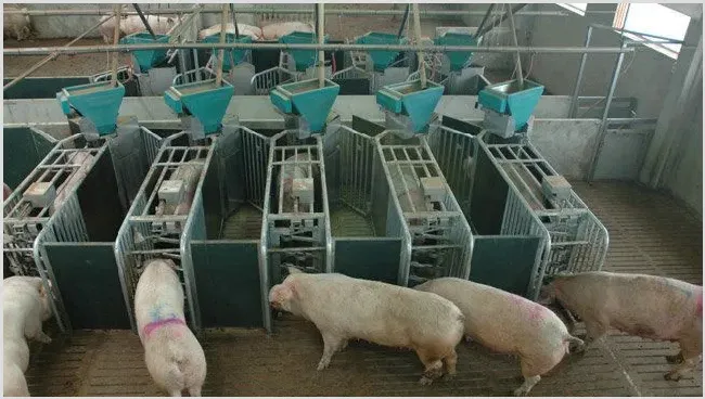 智能现代化养猪场的建设方案 | 生活常识