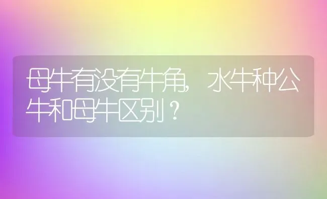 母牛有没有牛角,水牛种公牛和母牛区别？ | 养殖科普