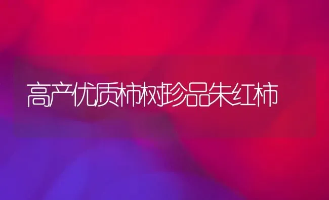 高产优质柿树珍品朱红柿 | 养殖技术大全