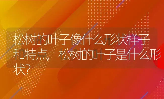 松树的叶子像什么形状样子和特点,松树的叶子是什么形状？ | 养殖科普