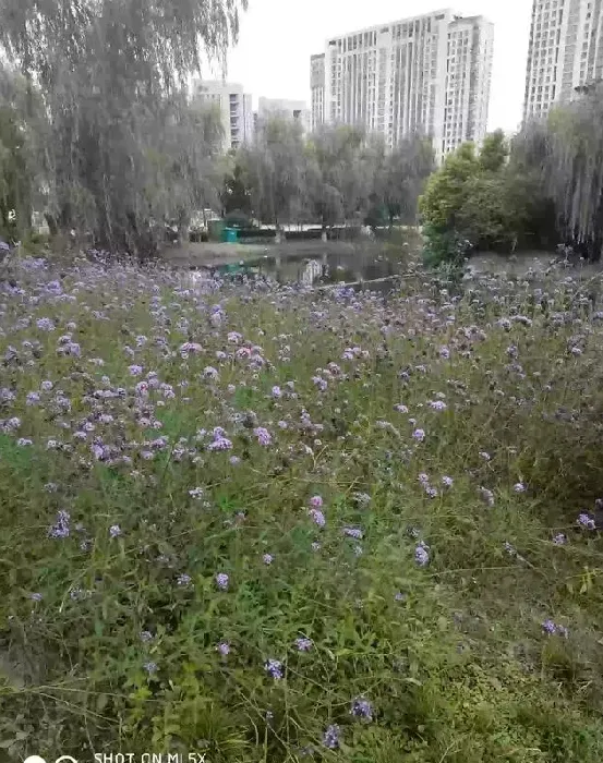 米兰好养吗?要注意什么?,为什么米兰花不好养？