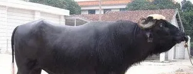 尼里拉菲水牛 | 生活妙招