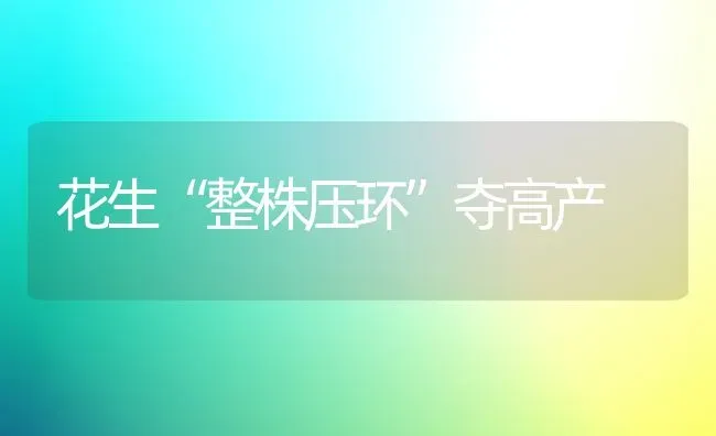 花生“整株压环”夺高产 | 养殖技术大全