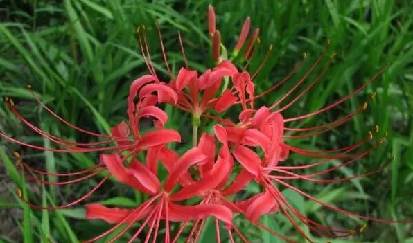 黄花石蒜和彼岸花的区别 | 生活妙招