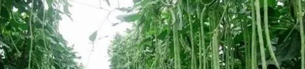 豆角枯萎病的治疗方法 | 生活常识