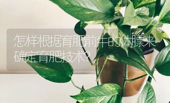 怎样根据育肥前牛的体膘来确定育肥技术? | 养殖知识