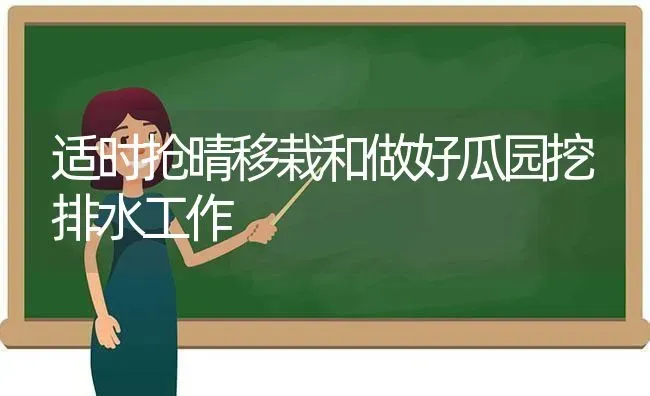 适时抢晴移栽和做好瓜园挖排水工作 | 养殖技术大全