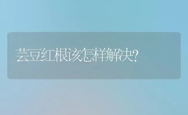 芸豆红根该怎样解决? | 养殖知识