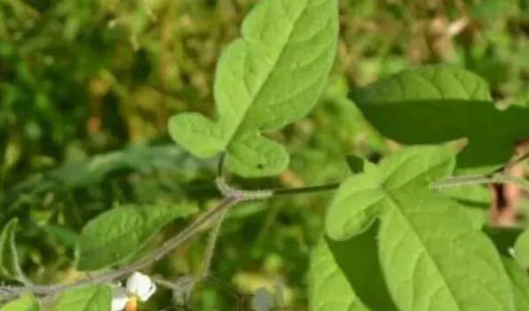 蔓茄是什么植物 | 农广天地