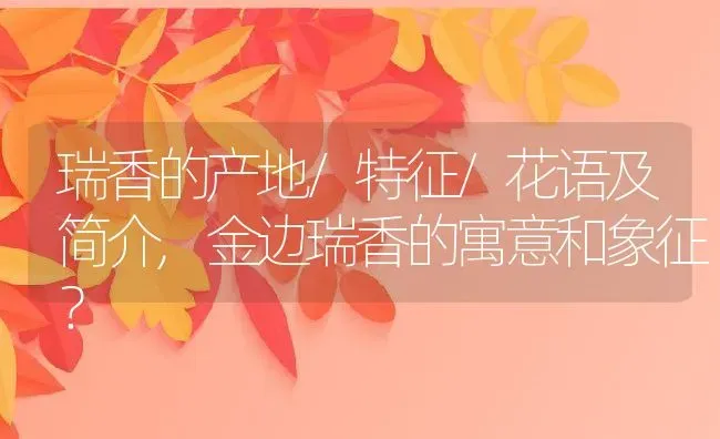 瑞香的产地/特征/花语及简介,金边瑞香的寓意和象征？ | 养殖科普