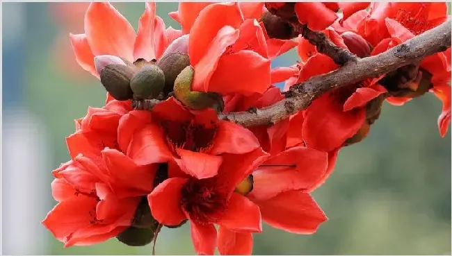 木棉花代表什么意思 | 生活妙招