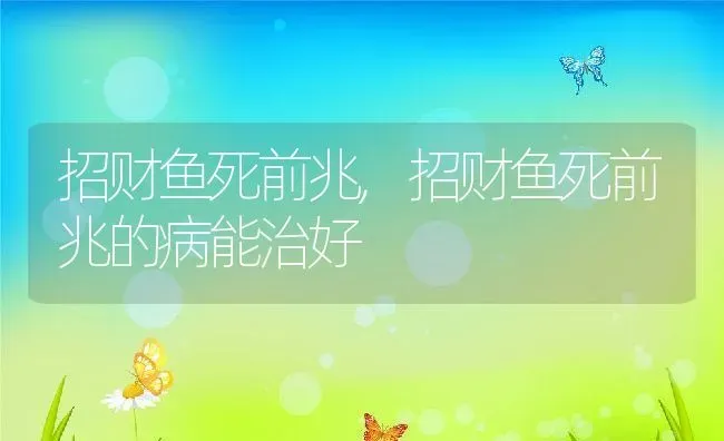 招财鱼死前兆,招财鱼死前兆的病能治好 | 养殖科普