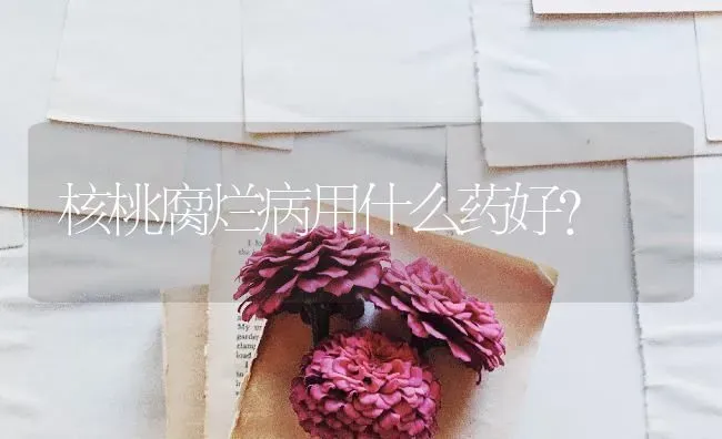 核桃腐烂病用什么药好? | 养殖技术大全