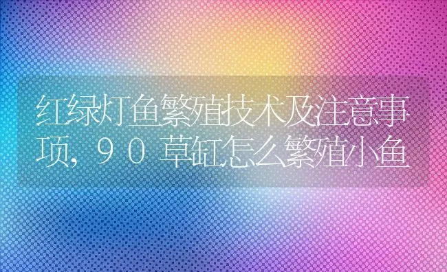 红绿灯鱼繁殖技术及注意事项,90草缸怎么繁殖小鱼 | 养殖学堂