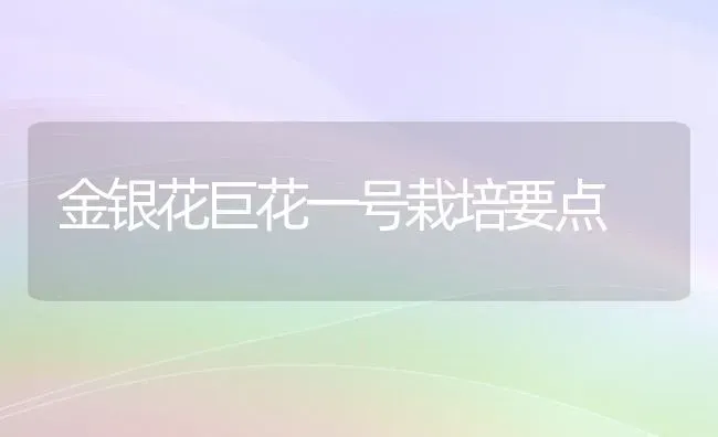 金银花巨花一号栽培要点 | 养殖知识