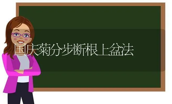 国庆菊分步断根上盆法 | 养殖技术大全