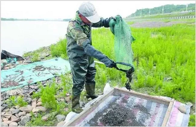 水蛭的简易捕捉方法 | 农广天地