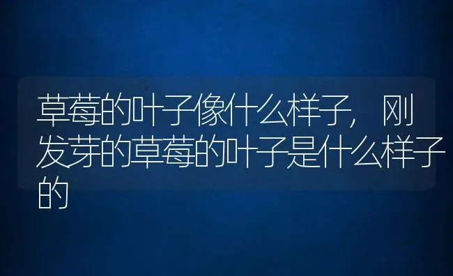 草莓的叶子像什么样子,刚发芽的草莓的叶子是什么样子的 | 养殖学堂