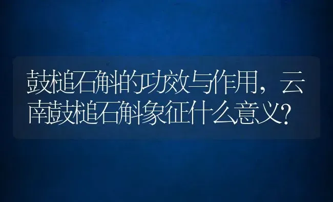 鼓槌石斛的功效与作用,云南鼓槌石斛象征什么意义？ | 养殖科普