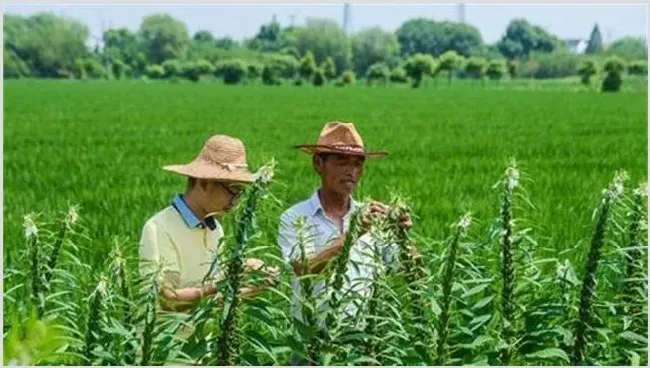 芝麻的种植条件 | 常识大全