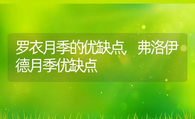 罗衣月季的优缺点,弗洛伊德月季优缺点 | 养殖学堂