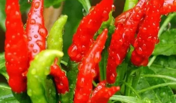 辣椒不开花怎么处理 | 生活妙招