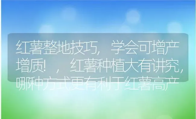 红薯整地技巧,学会可增产增质!,红薯种植大有讲究，哪种方式更有利于红薯高产 | 养殖学堂
