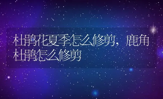 杜鹃花夏季怎么修剪,鹿角杜鹃怎么修剪 | 养殖学堂
