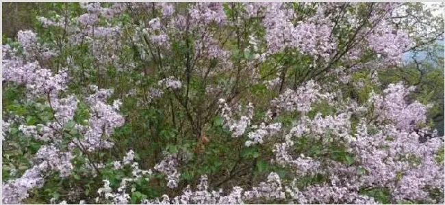 野丁香花有毒吗 | 实用知识