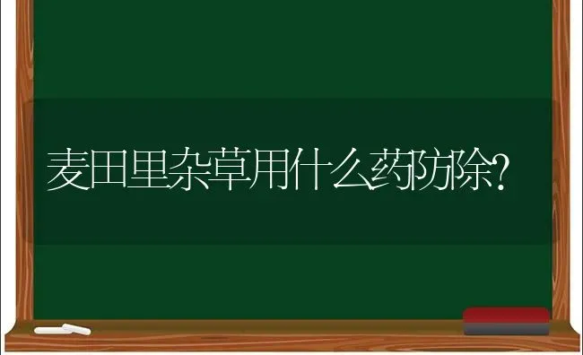 麦田里杂草用什么药防除? | 养殖知识