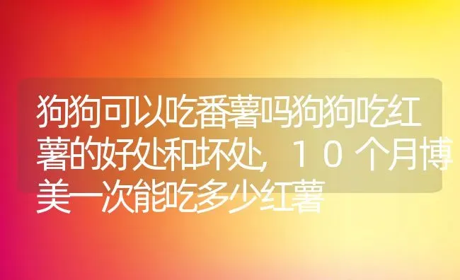 狗狗可以吃番薯吗狗狗吃红薯的好处和坏处,10个月博美一次能吃多少红薯 | 养殖学堂
