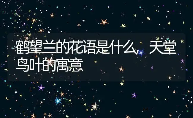 鹤望兰的花语是什么,天堂鸟叶的寓意 | 养殖学堂