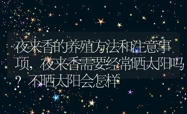 夜来香的养殖方法和注意事项,夜来香需要经常晒太阳吗？不晒太阳会怎样 | 养殖学堂