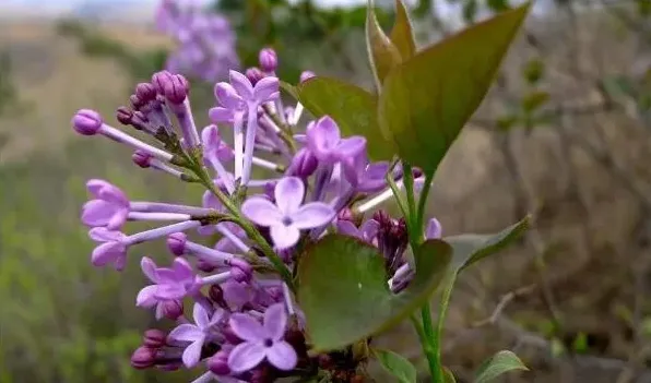 野丁香花有毒吗 | 实用知识