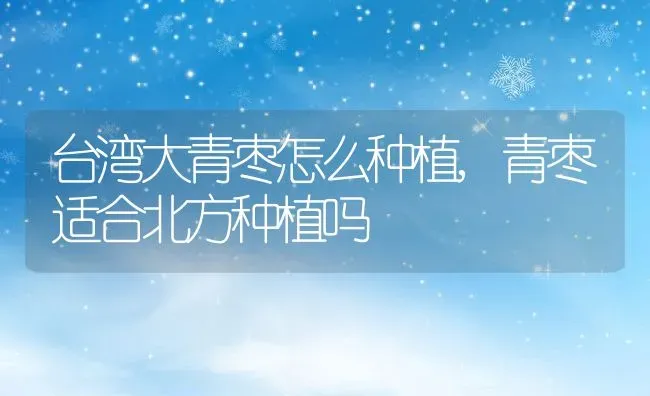 台湾大青枣怎么种植,青枣适合北方种植吗 | 养殖学堂