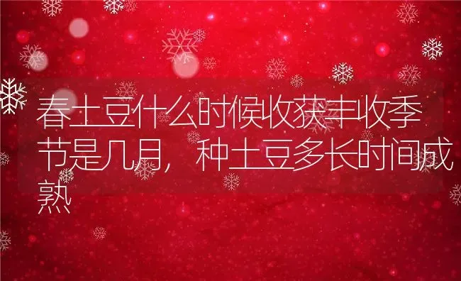 春土豆什么时候收获丰收季节是几月,种土豆多长时间成熟 | 养殖学堂