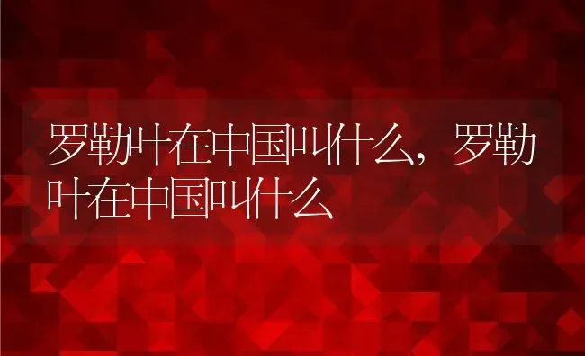 罗勒叶在中国叫什么,罗勒叶在中国叫什么 | 养殖科普