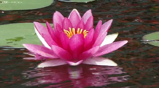 荷花是什么颜色的,荷花的颜色描写句子？