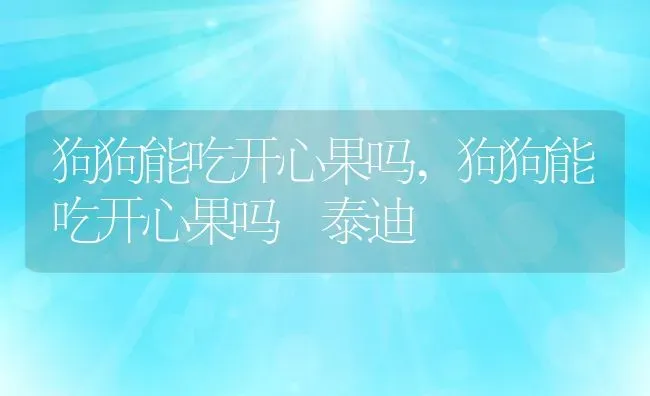 狗狗能吃开心果吗,狗狗能吃开心果吗 泰迪 | 养殖资料
