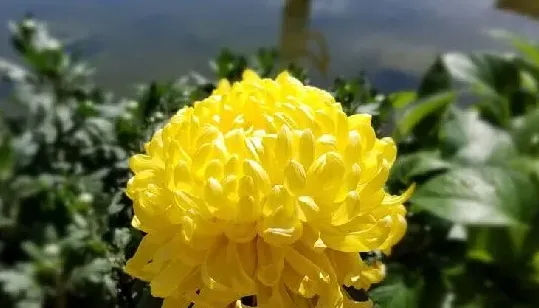 菊花是什么样子的,菊花奇特的外形？