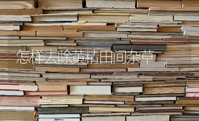 怎样去除黄精田间杂草 | 养殖技术大全