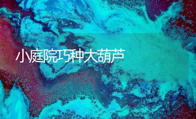 小庭院巧种大葫芦 | 养殖知识