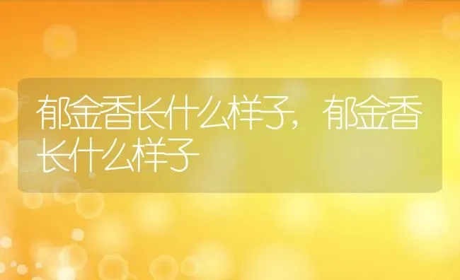 郁金香长什么样子,郁金香长什么样子 | 养殖科普