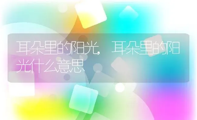 耳朵里的阳光,耳朵里的阳光什么意思 | 养殖学堂