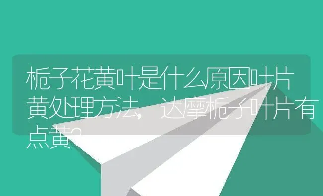栀子花黄叶是什么原因叶片黄处理方法,达摩栀子叶片有点黄？ | 养殖科普
