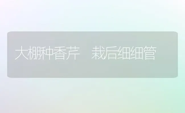 大棚种香芹 栽后细细管 | 养殖技术大全