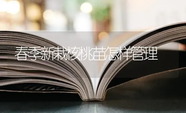 春季新栽核桃苗怎样管理 | 养殖技术大全