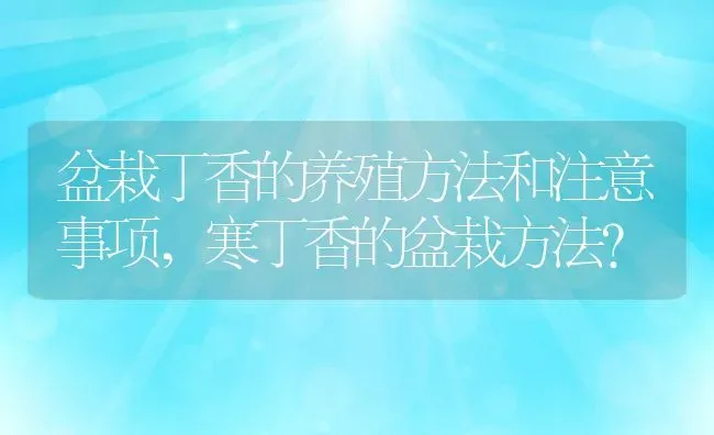 盆栽丁香的养殖方法和注意事项,寒丁香的盆栽方法？ | 养殖科普